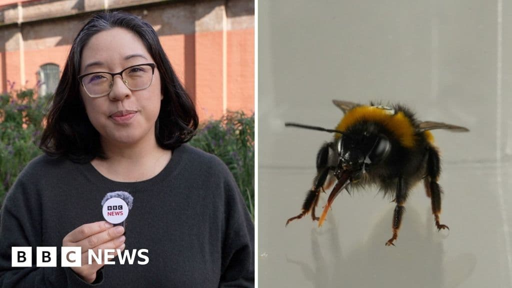 ¿Tienen sentimientos los insectos? Un estudio con abejorros revela conductas similares a las de los mamíferos