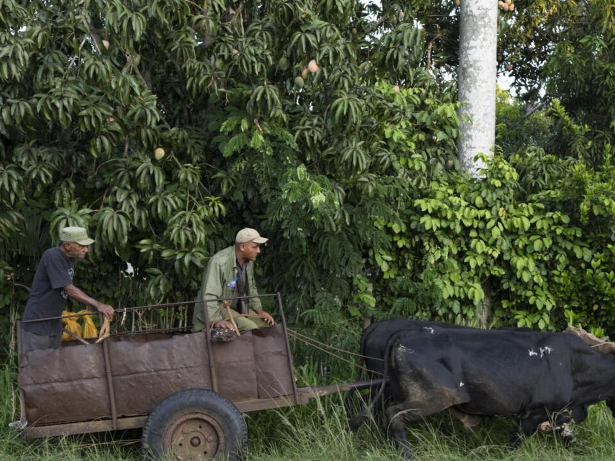Crisis energética en Cuba: el campo vuelve a usar bueyes ante la falta de combustible