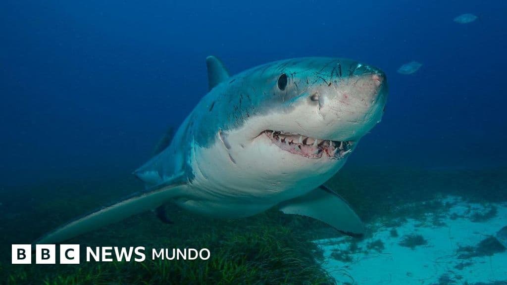 Más allá del peligro: los asombrosos secretos que ocultan los tiburones
