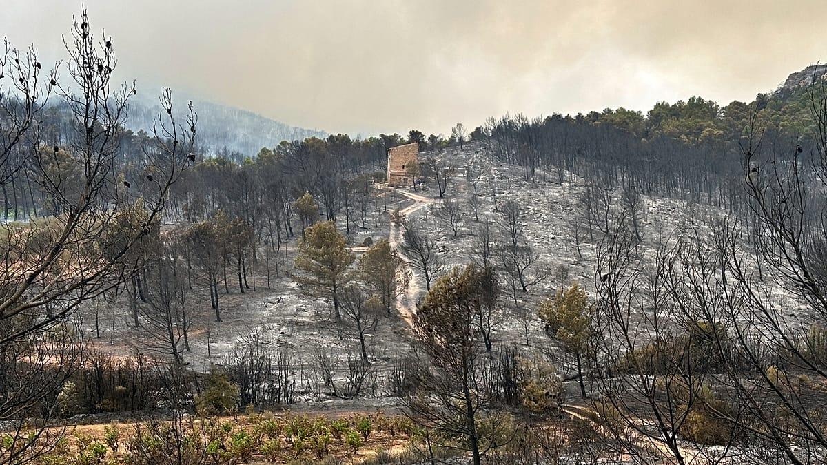 Alarma en Francia: un feroz incendio forestal devasta el emblemático bosque de Fontainebleau