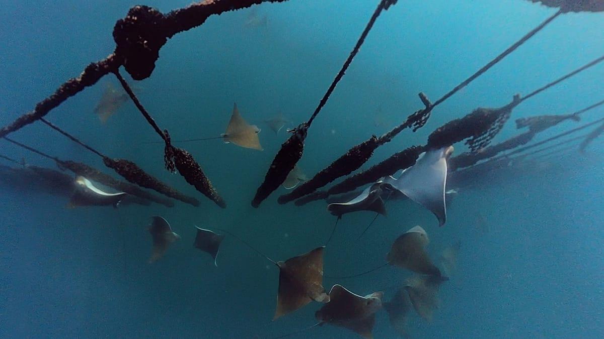 Invasión de rayas águila en el golfo de Trieste pone en alerta a los productores de mejillones