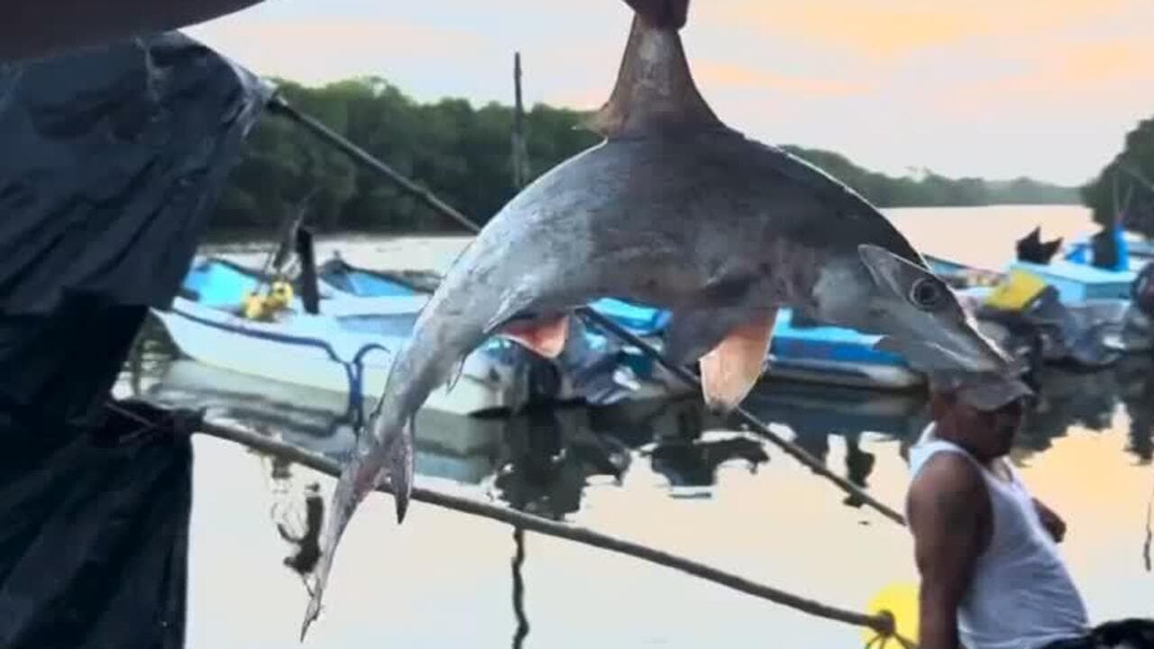 Alerta roja en el Pacífico: el tiburón martillo corre riesgo de extinguirse por la sobrepesca